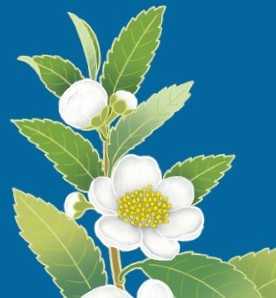 Foglie di Tè
