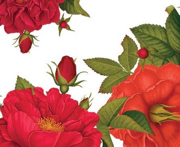 Rosa Purpurea
