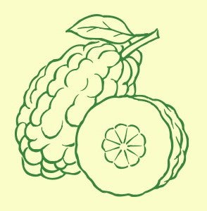 Cedro di Calabria