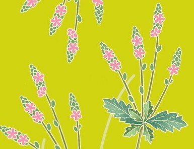 Verbena