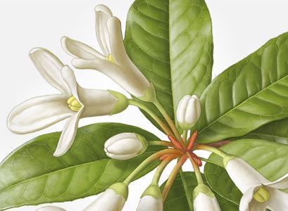 Osmanthus