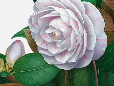 Camelia