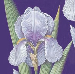 Iris