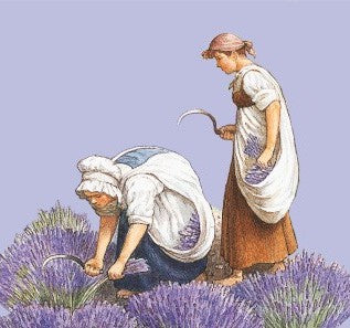 Lavanda