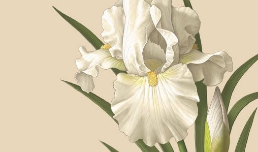 Iris Bianco